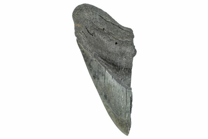 Partial Fossil Megalodon Tooth - South Carolina #272580